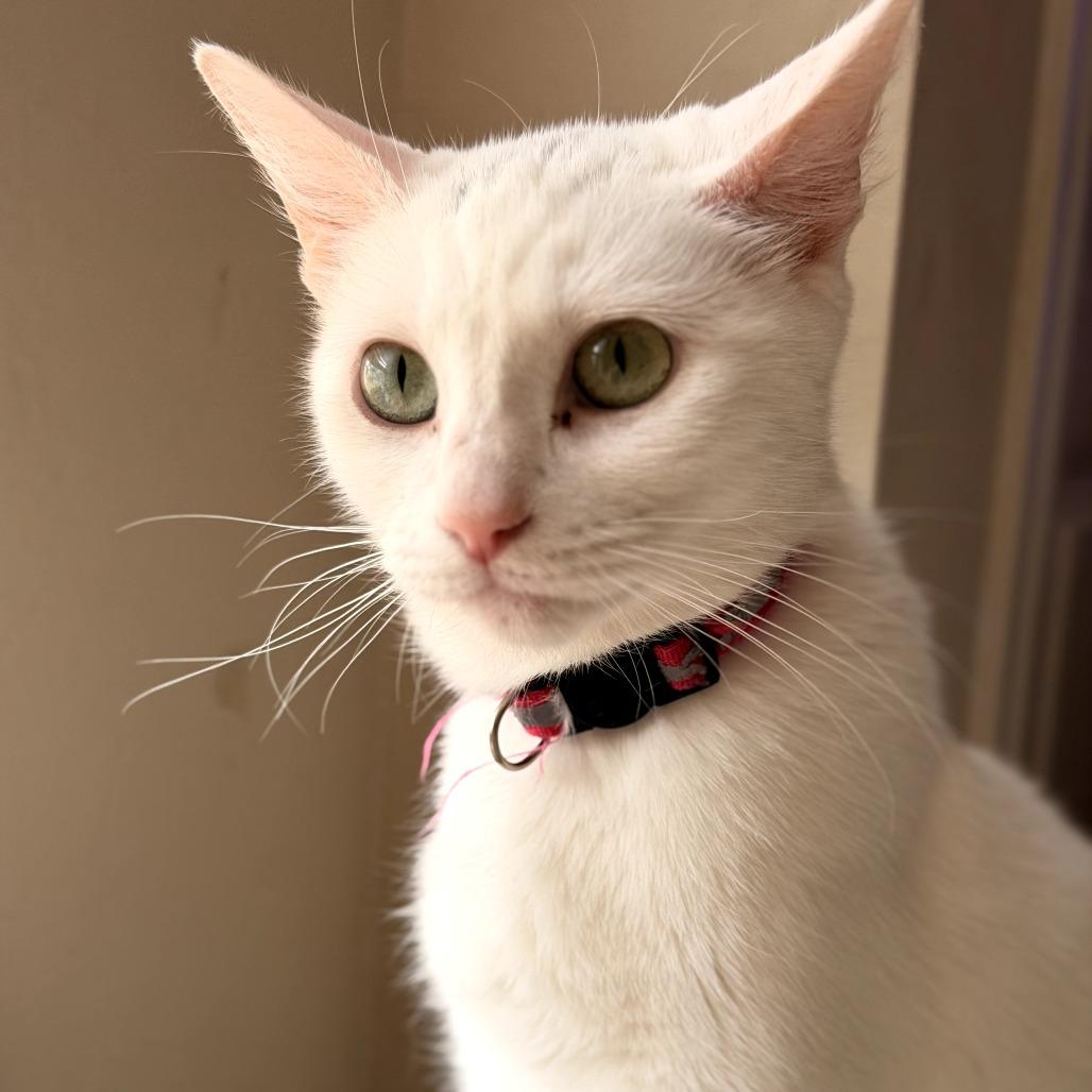 Enlarge Dolly, a Adoptable Domestic Short Hair in Fort Worth, TX image 1/5