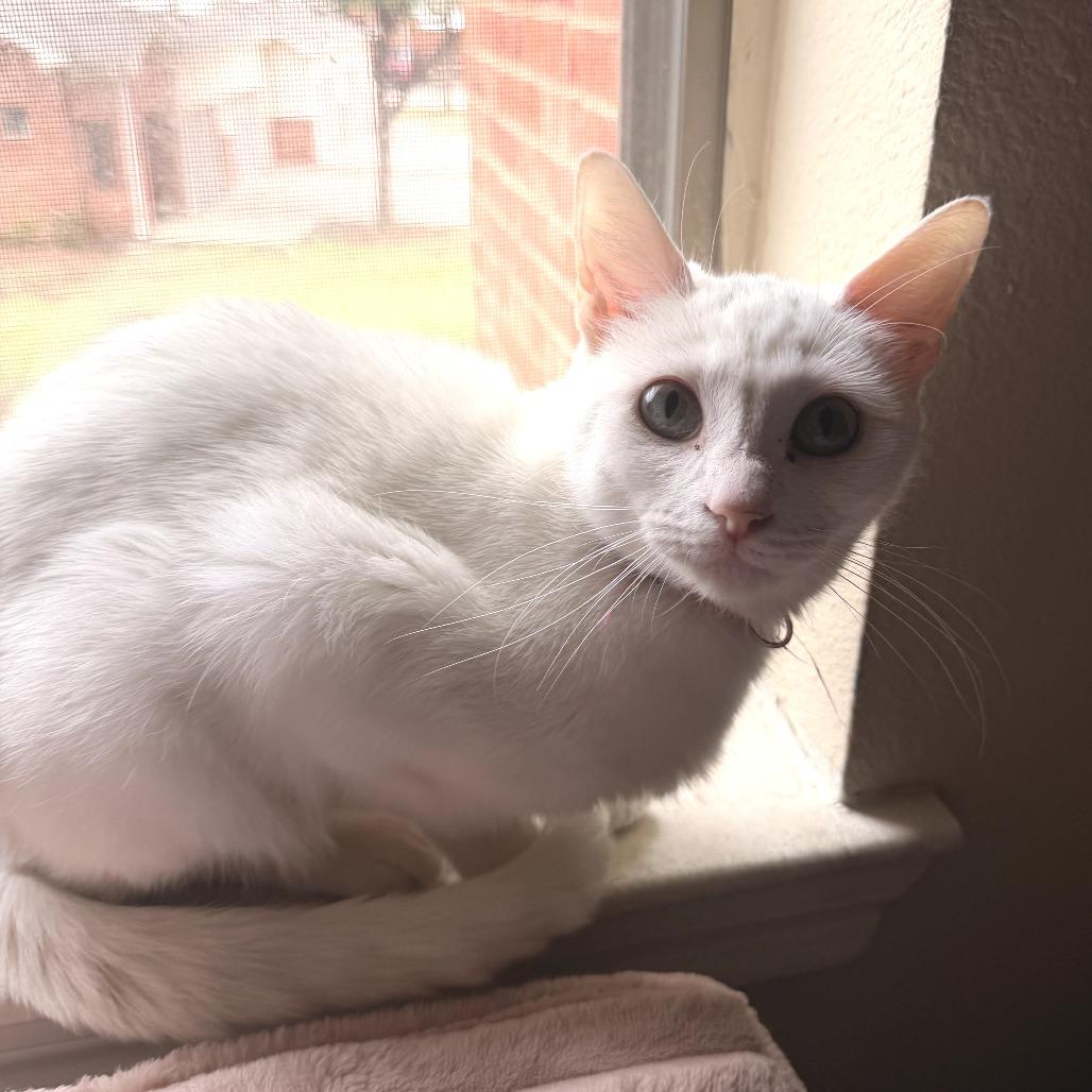 Enlarge Dolly, a Adoptable Domestic Short Hair in Fort Worth, TX image 2/5