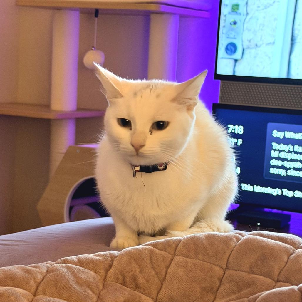 Enlarge Dolly, a Adoptable Domestic Short Hair in Fort Worth, TX image 3/5