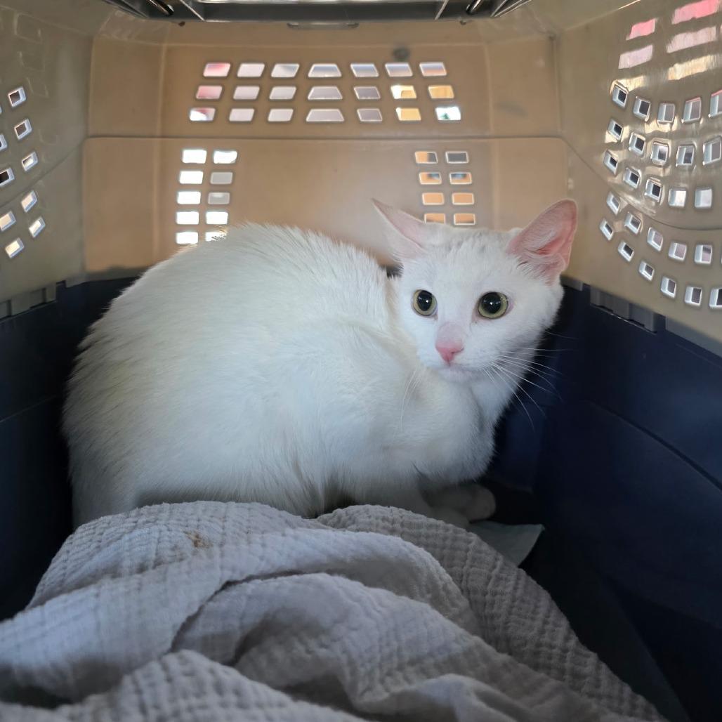 Enlarge Dolly, a Adoptable Domestic Short Hair in Fort Worth, TX image 5/5