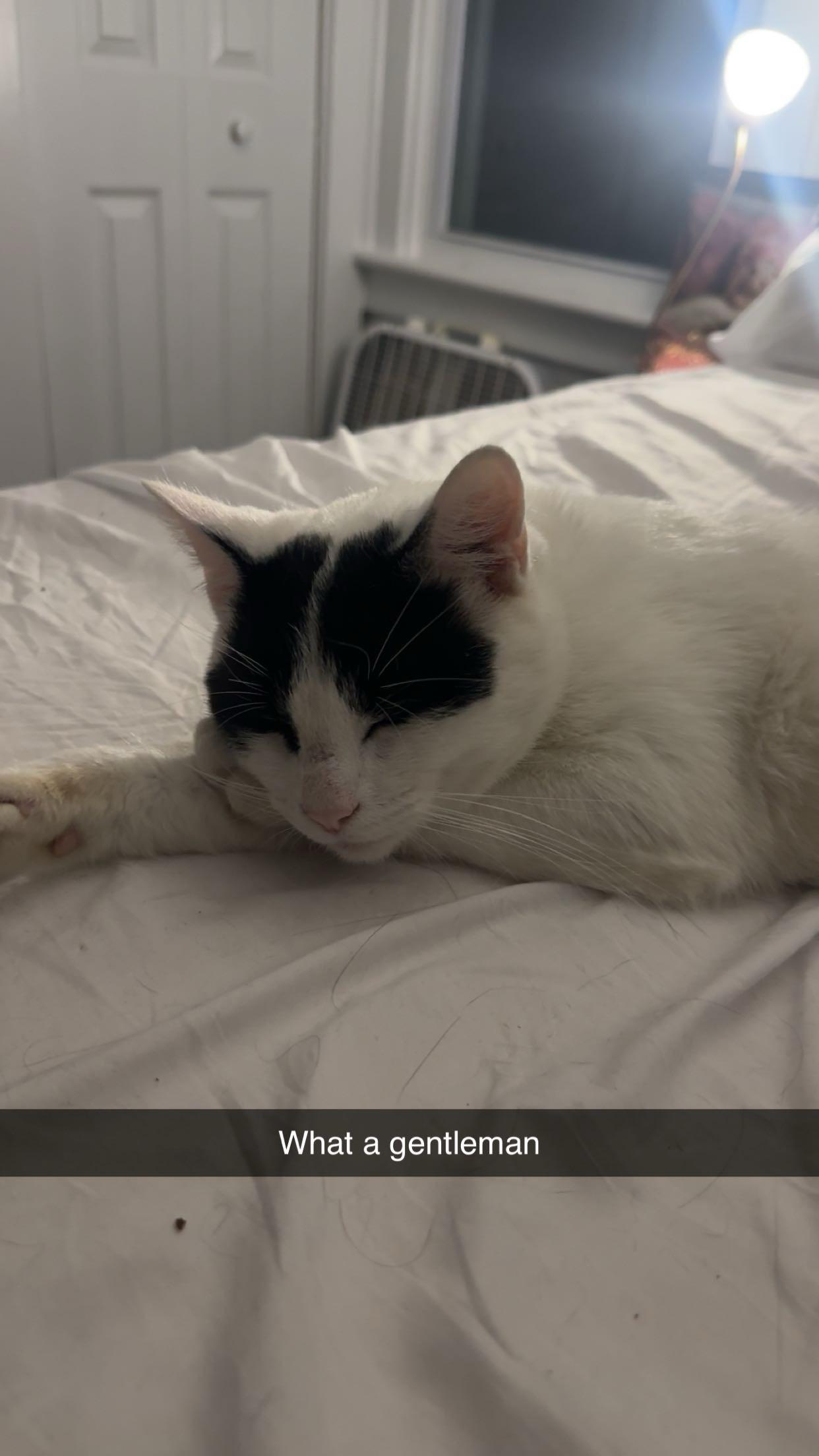 Louis, Adopted, Young Male Domestic Short Hair.