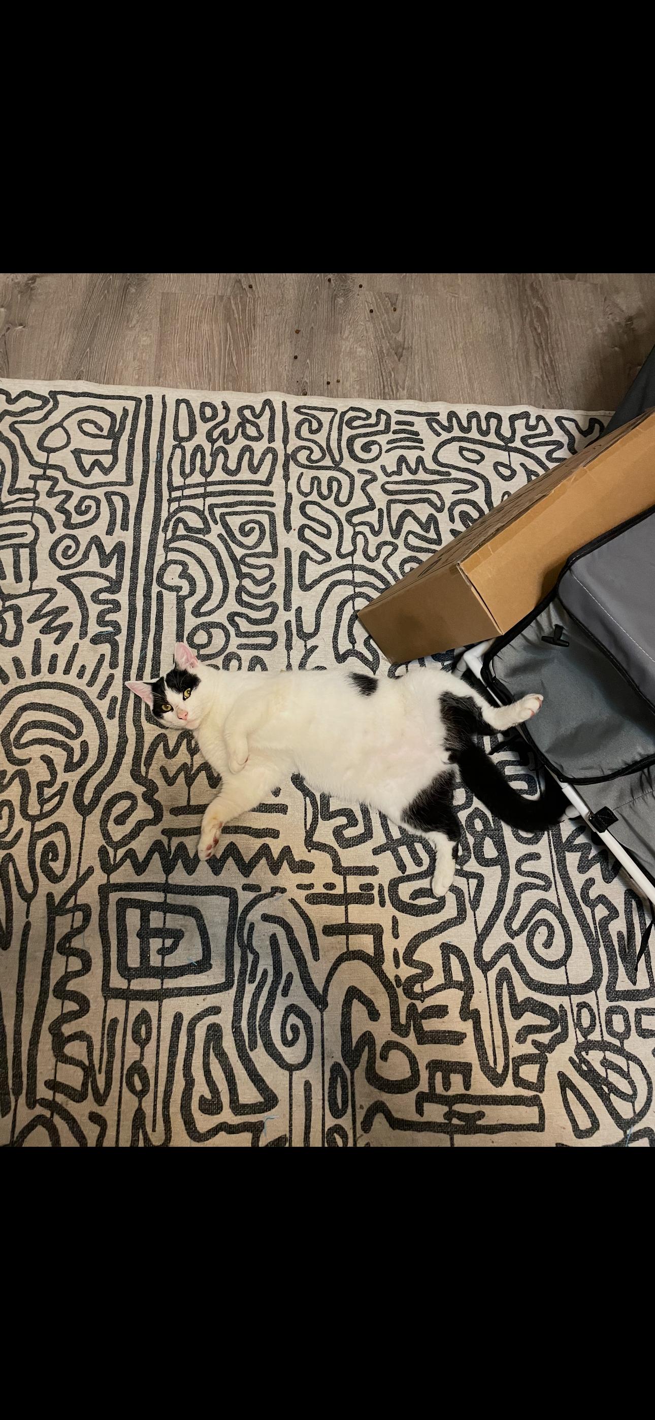 Enlarge Louis, a Adopted Domestic Short Hair in Troy, NY image 2/4