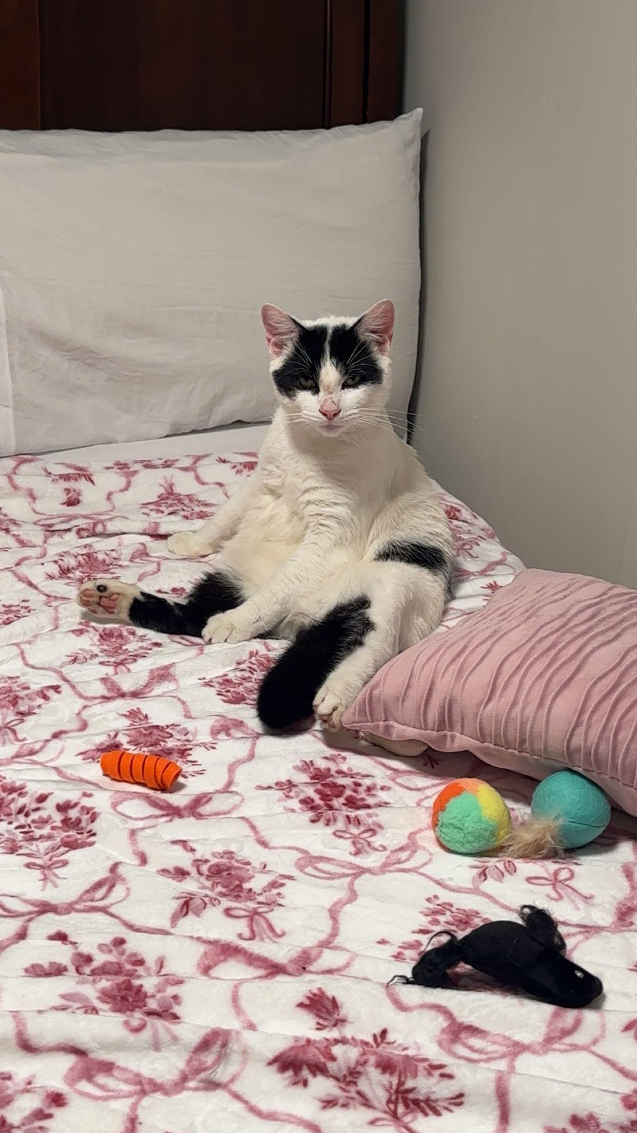 Enlarge Louis, a Adopted Domestic Short Hair in Troy, NY image 3/4