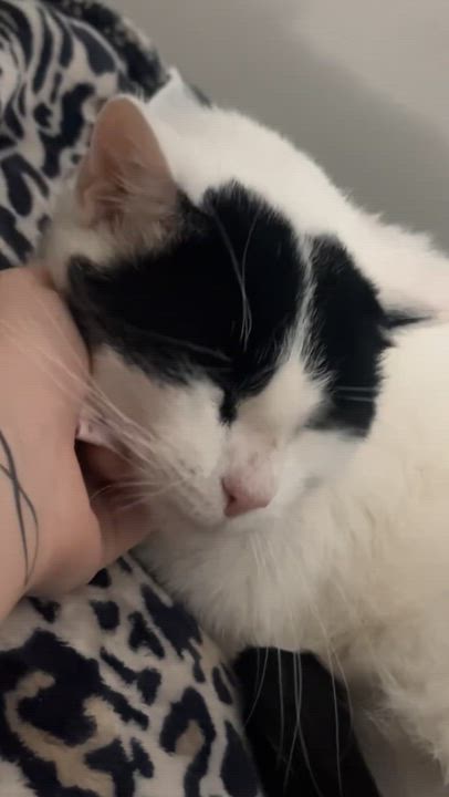 Enlarge Louis, a Adopted Domestic Short Hair in Troy, NY video 4/4