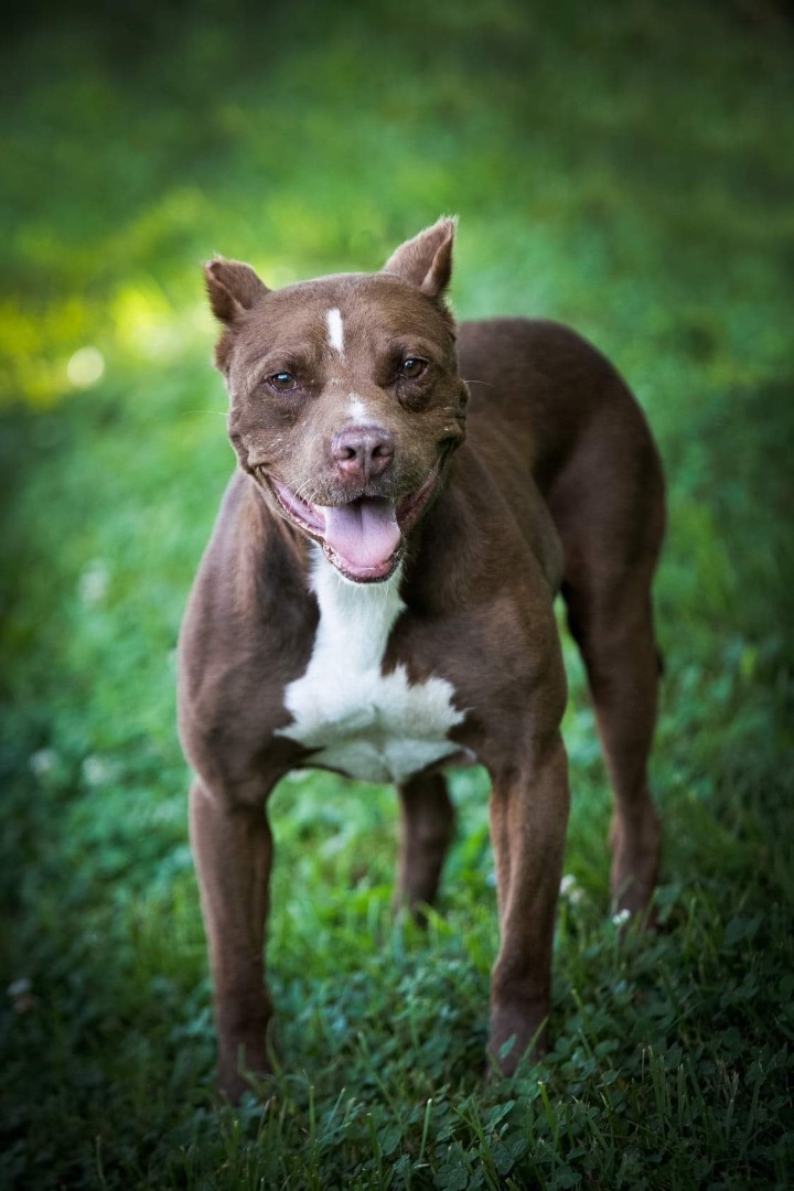 Sam, Adoptable, Adult Male American Bully.