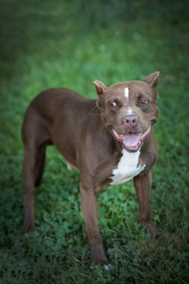 Sam, Adoptable, Adult Male American Bully.