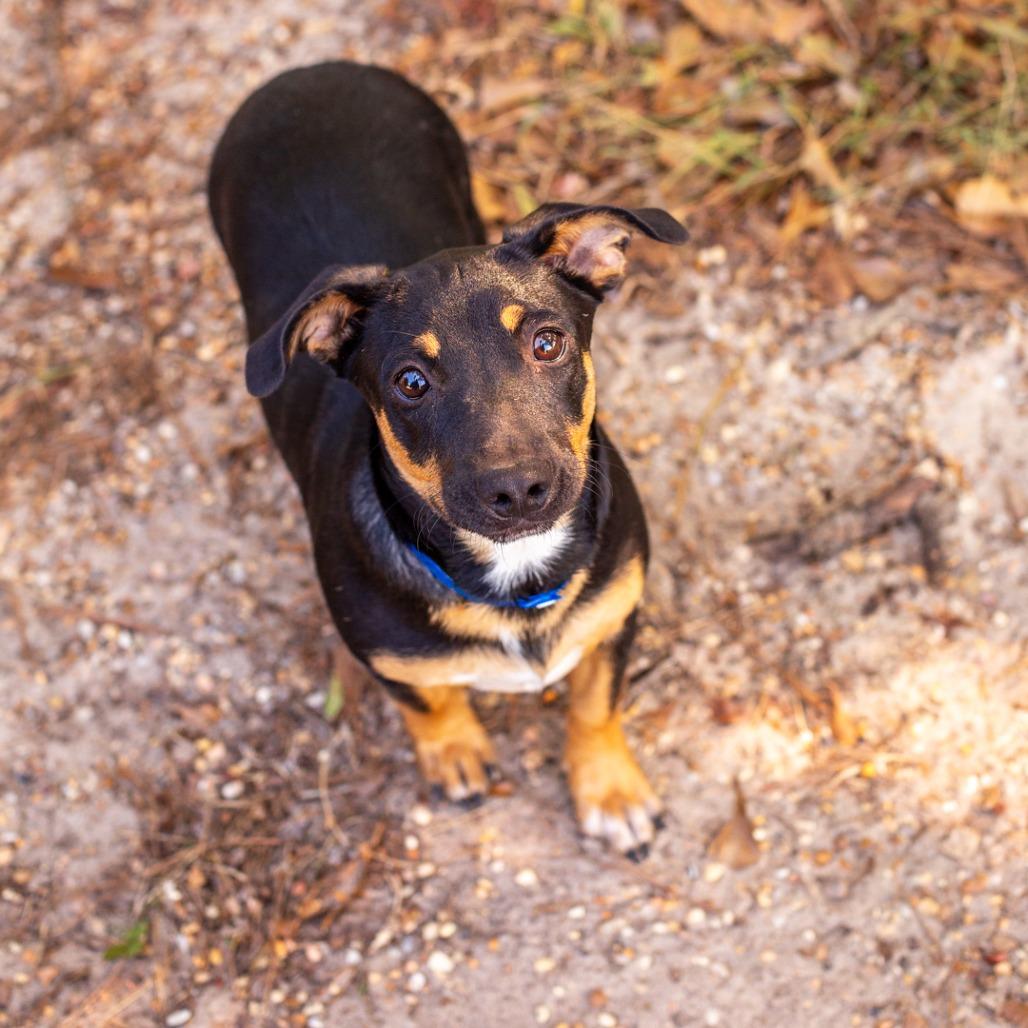Enlarge Melman, a Adoptable mixed breed in Hattiesburg, MS image 1/6