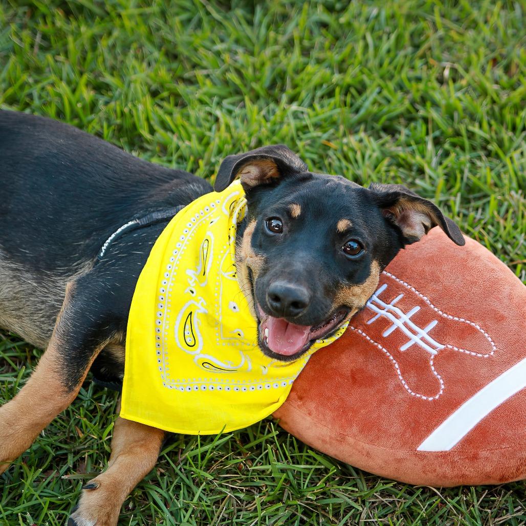 Enlarge Melman, a Adoptable mixed breed in Hattiesburg, MS image 2/6