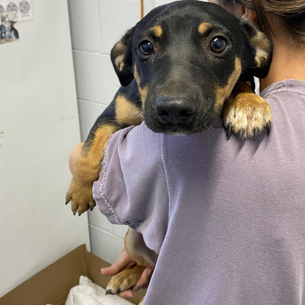 Enlarge Melman, a Adoptable mixed breed in Hattiesburg, MS image 3/6