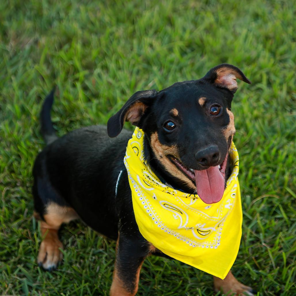 Enlarge Melman, a Adoptable mixed breed in Hattiesburg, MS image 4/6