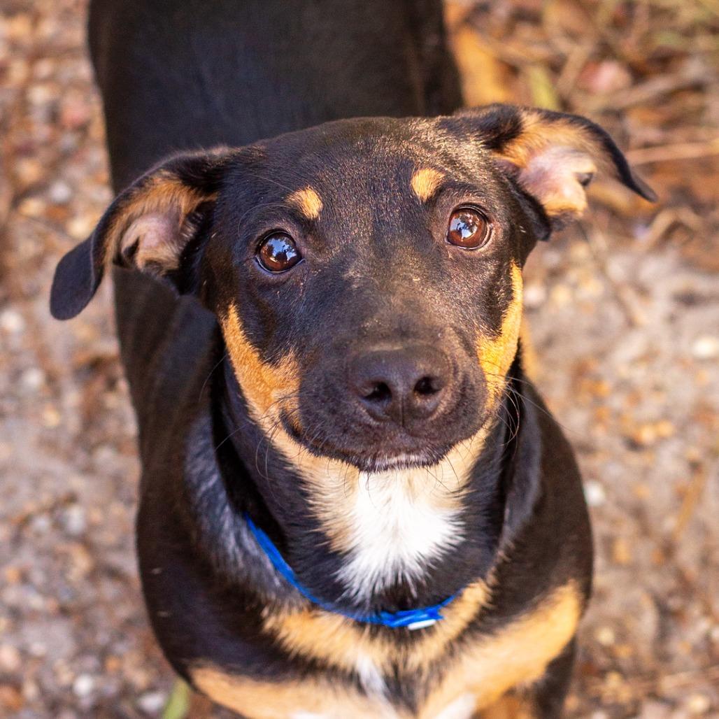 Enlarge Melman, a Adoptable mixed breed in Hattiesburg, MS image 5/6
