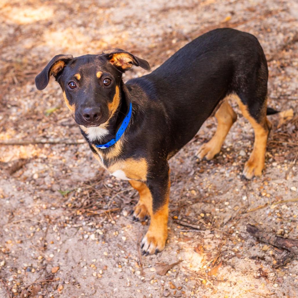 Enlarge Melman, a Adoptable mixed breed in Hattiesburg, MS image 6/6