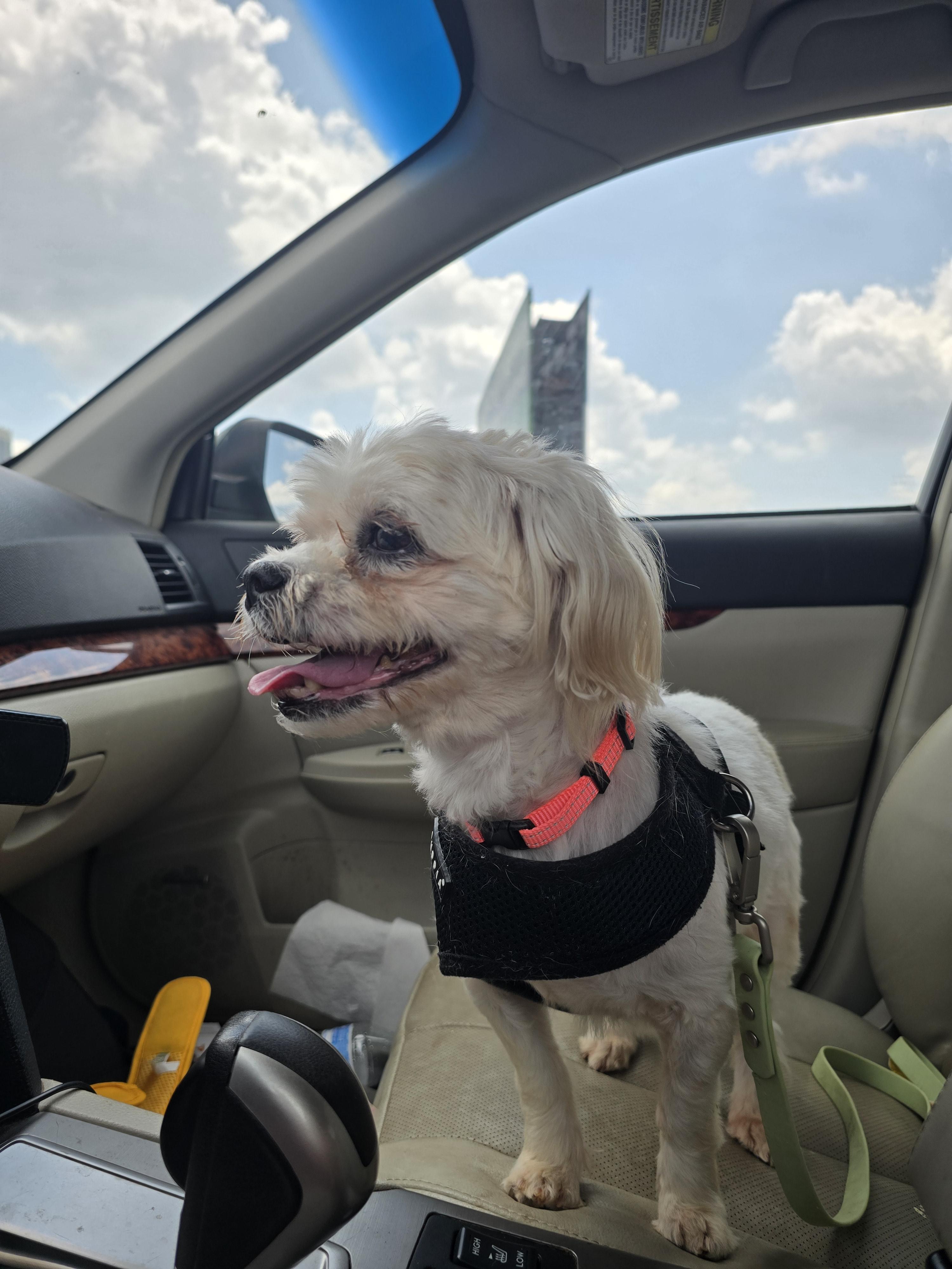 Enlarge Phoebe, a ADOPTABLE mixed breed in Charlotte, NC image 6/6