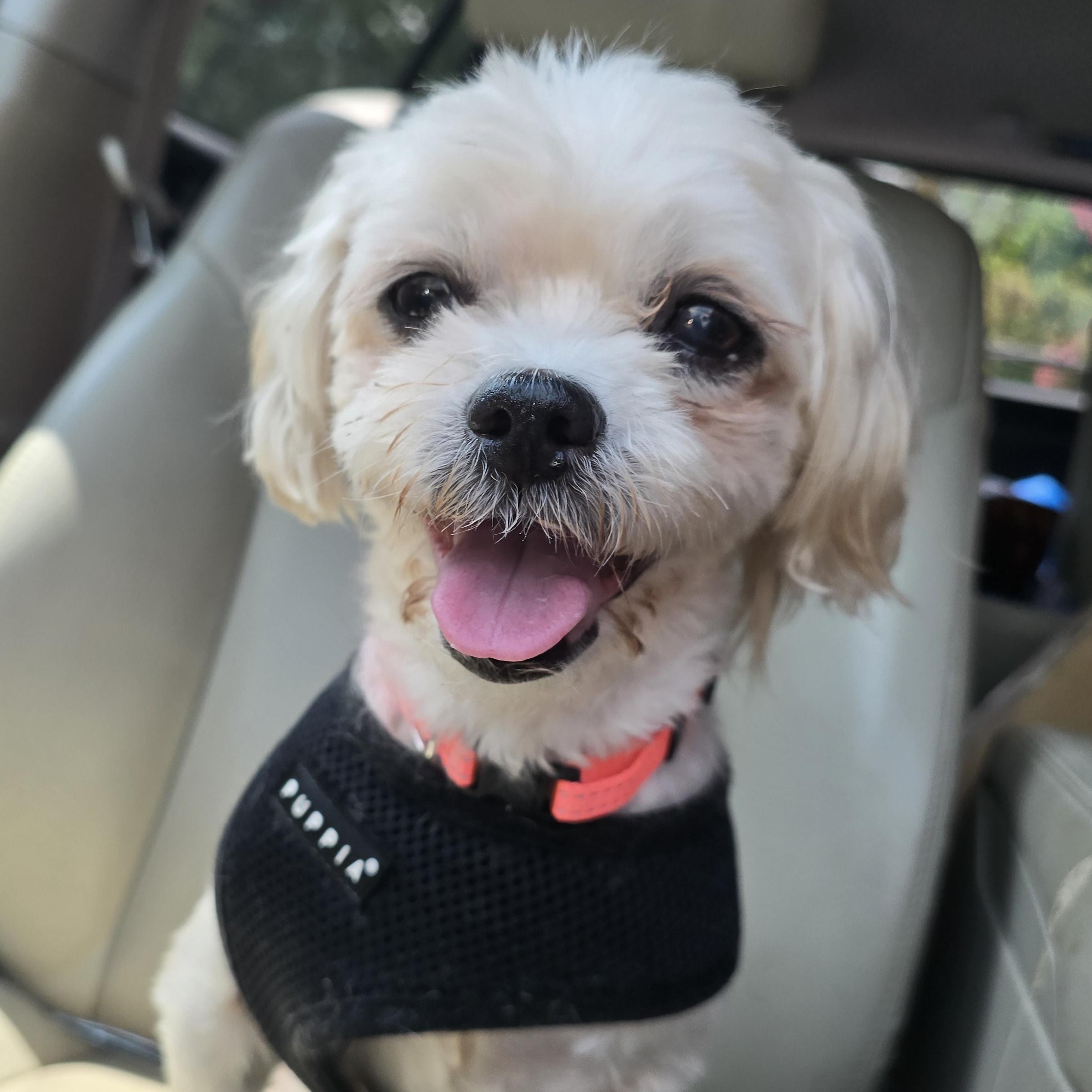 Enlarge Phoebe, a ADOPTABLE mixed breed in Charlotte, NC image 1/6