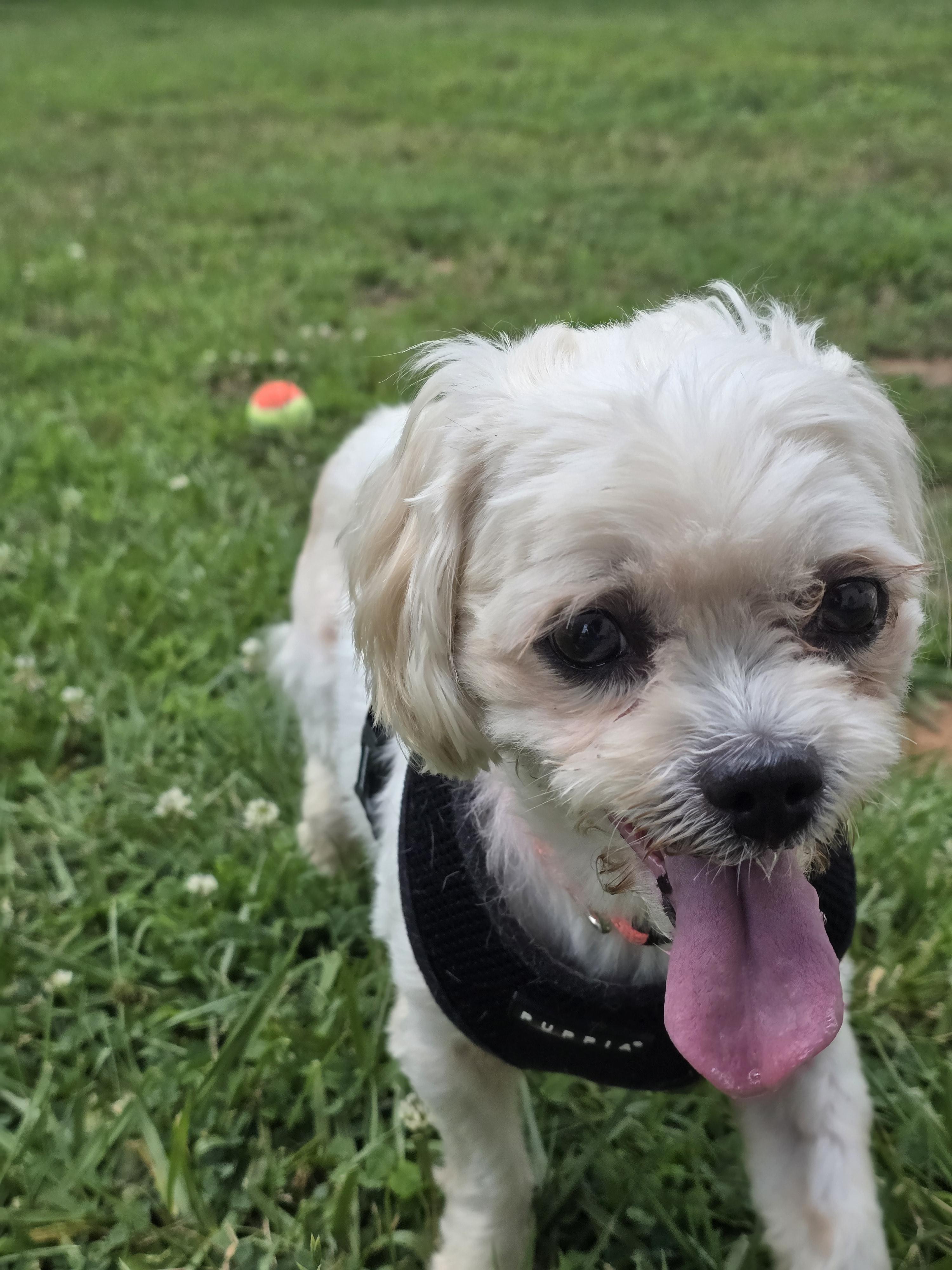 Enlarge Phoebe, a ADOPTABLE mixed breed in Charlotte, NC image 3/6