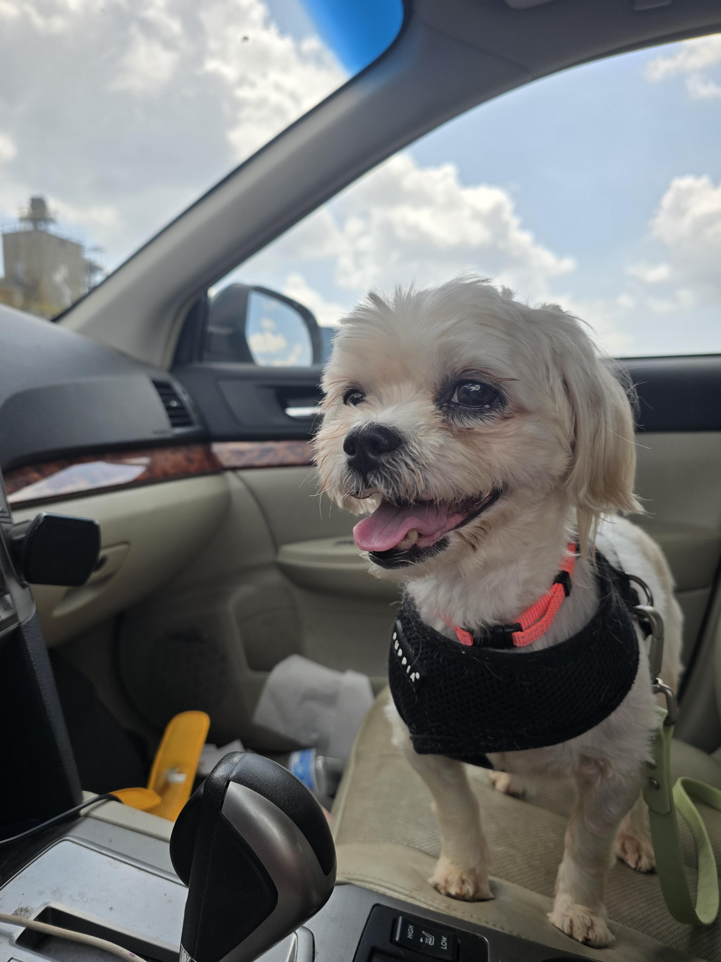 Enlarge Phoebe, a ADOPTABLE mixed breed in Charlotte, NC image 5/6