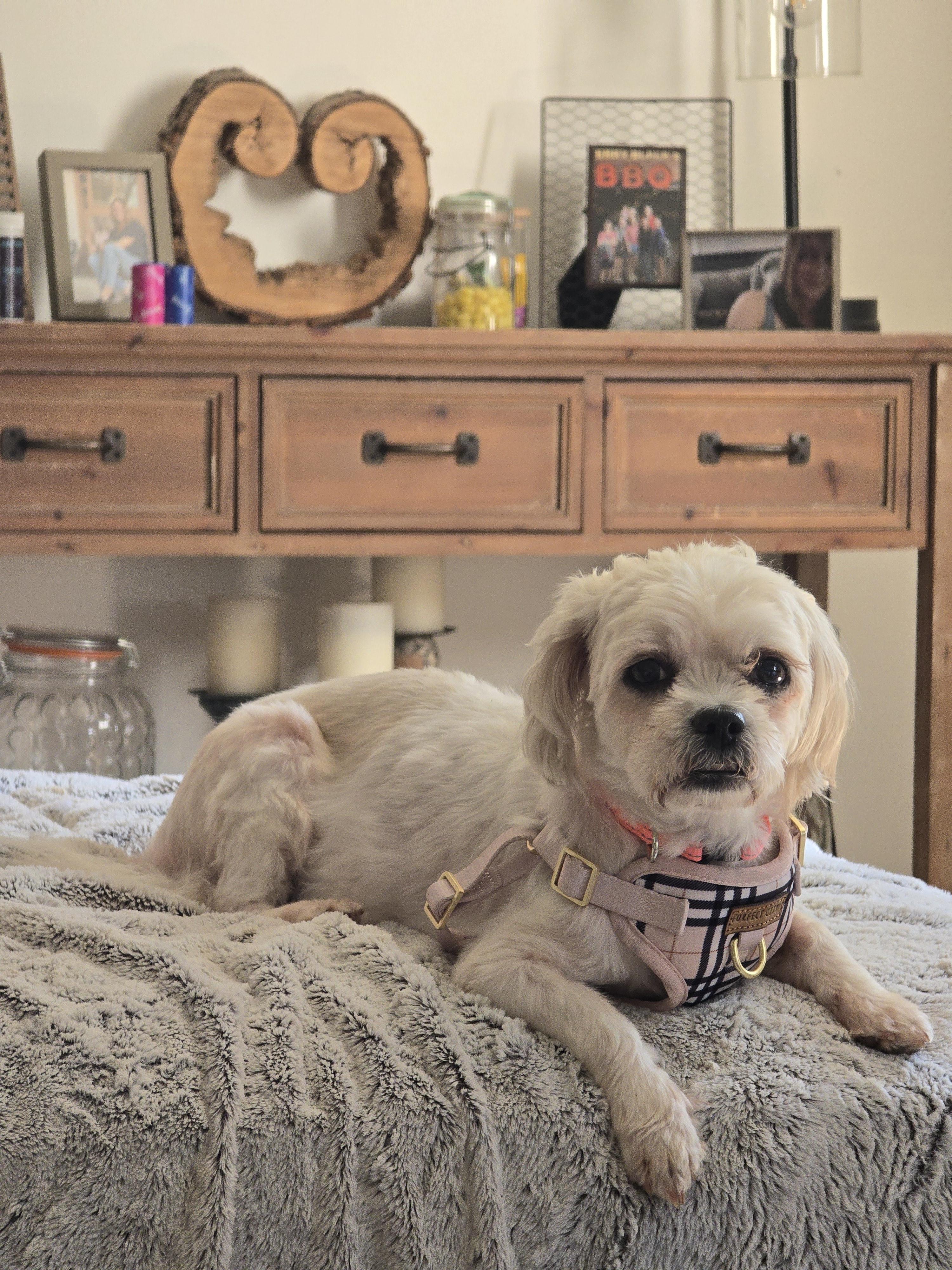 Enlarge Phoebe, a ADOPTABLE mixed breed in Charlotte, NC image 4/6