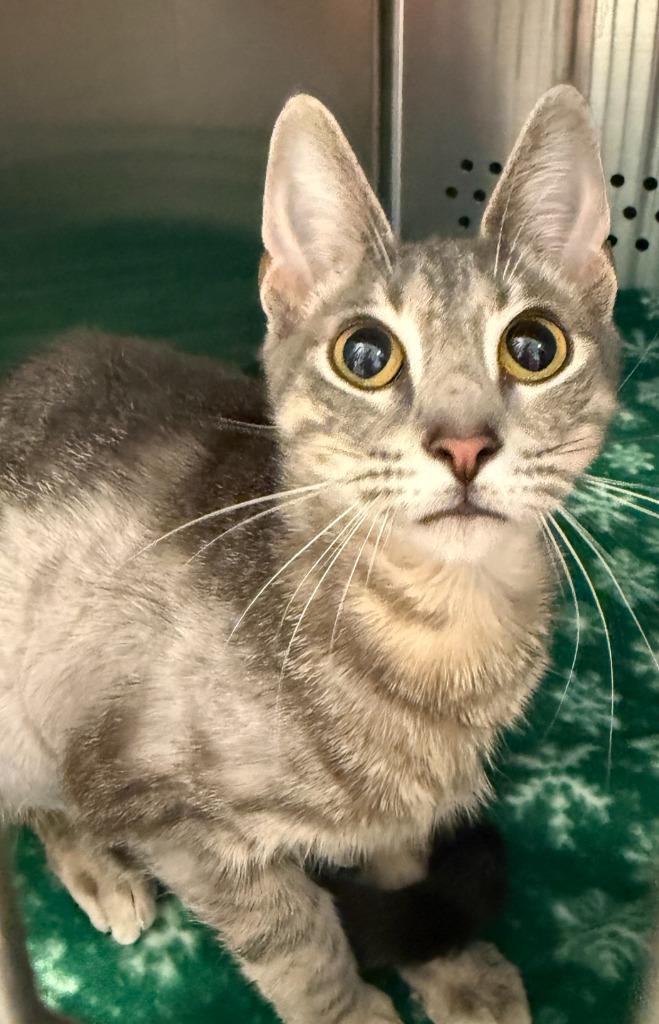 Peanut, Adoptable, Young Female Domestic Short Hair.