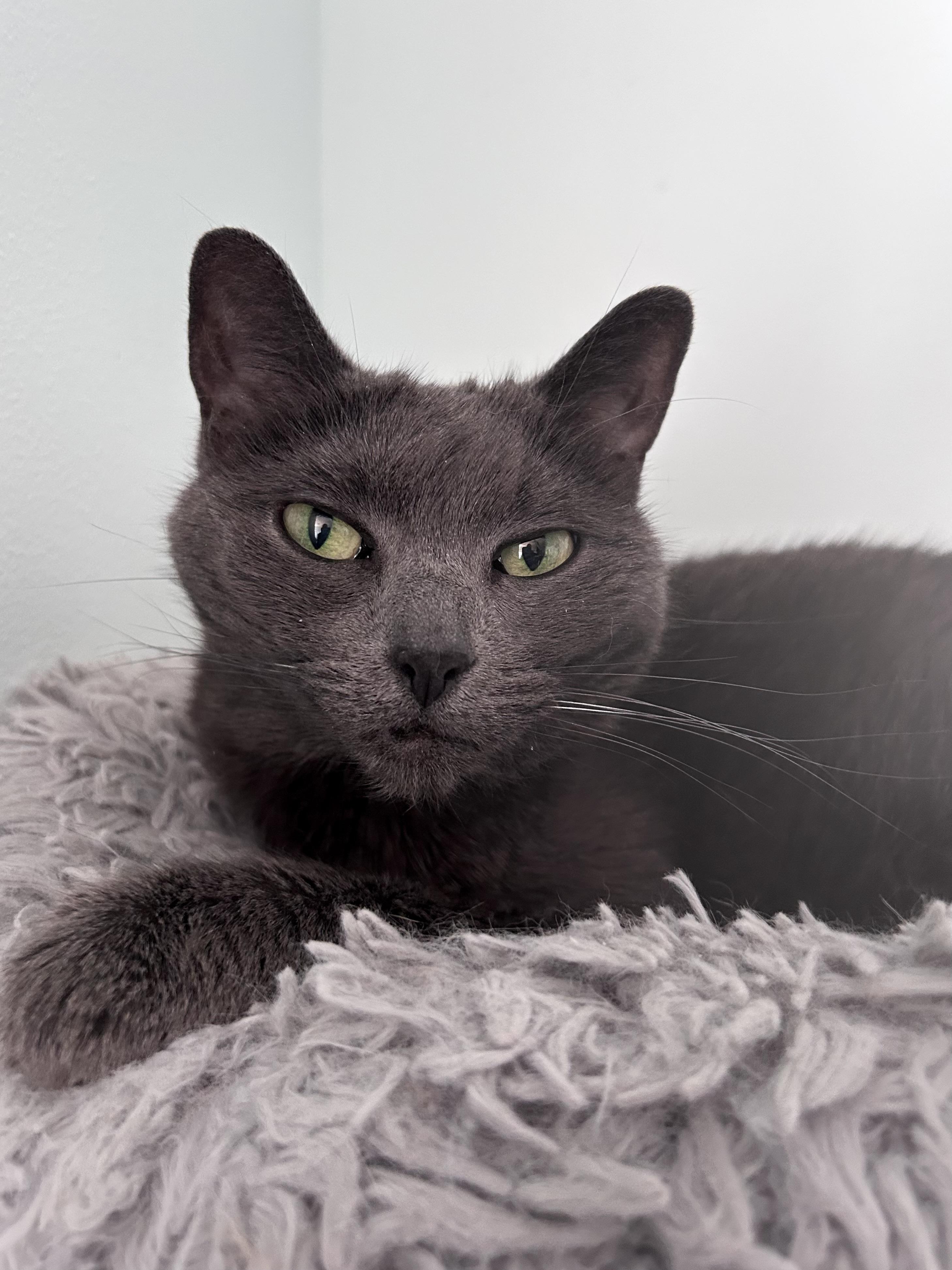 Enlarge Scarlet - CHOW HOUND - ADOPTION PENDING, an adopted Domestic Short Hair in Grand Rapids, MI image 3/6