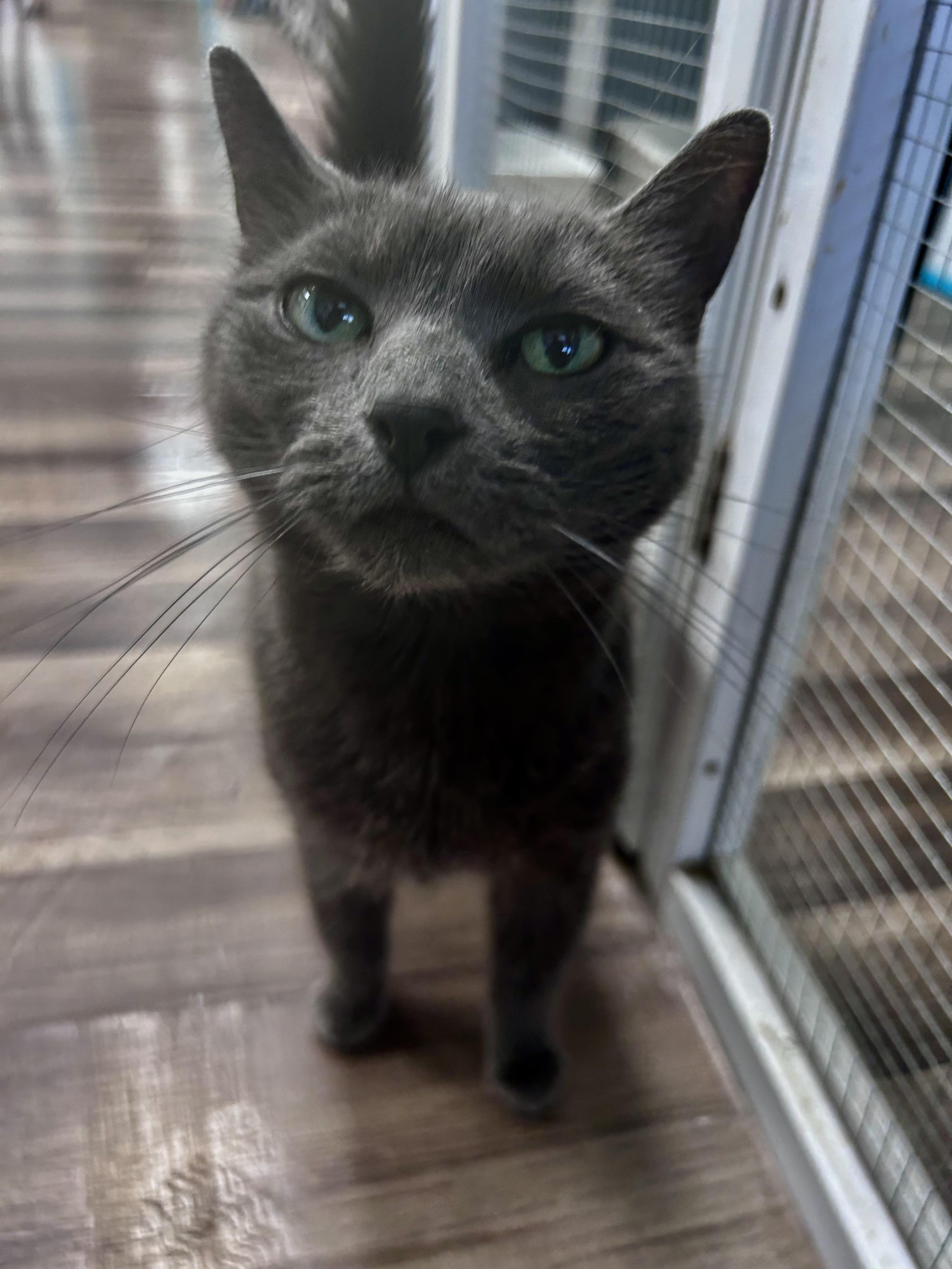 Enlarge Scarlet - CHOW HOUND - ADOPTION PENDING, an adopted Domestic Short Hair in Grand Rapids, MI image 6/6