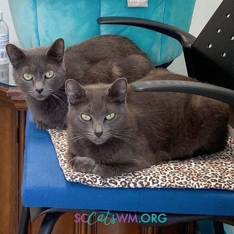 Enlarge Scarlet - CHOW HOUND - ADOPTION PENDING, an adopted Domestic Short Hair in Grand Rapids, MI image 4/6