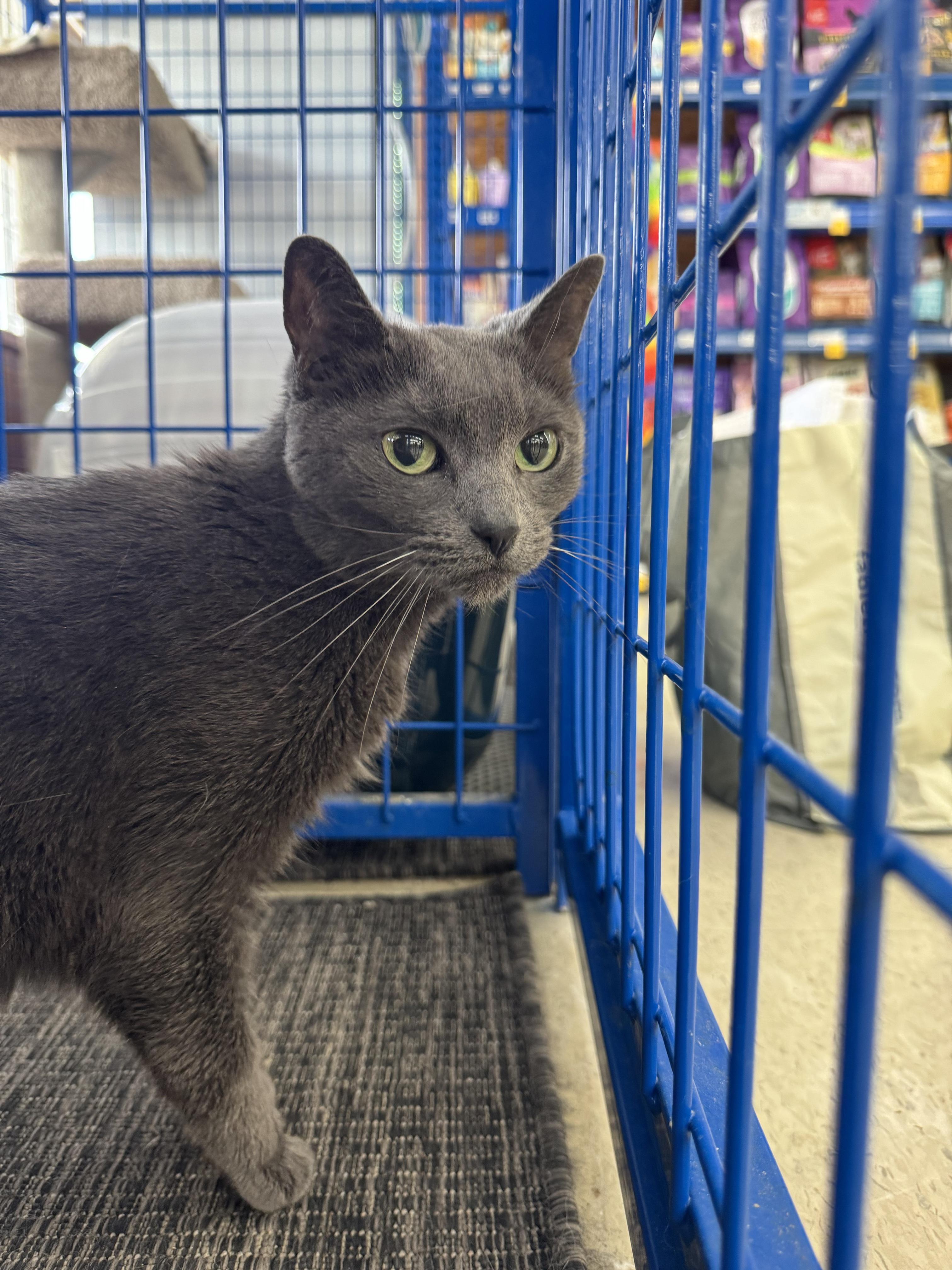 Enlarge Scarlet - CHOW HOUND - ADOPTION PENDING, an adopted Domestic Short Hair in Grand Rapids, MI image 5/6