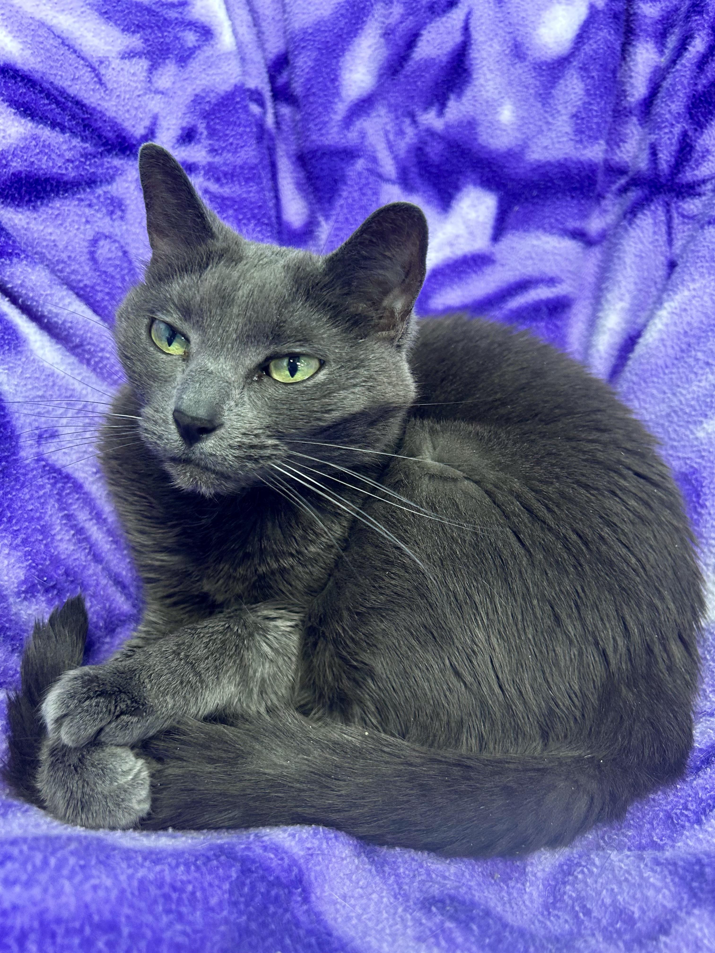 Scarlet - CHOW HOUND - ADOPTION PENDING, Adoptable, Adult Female Domestic Short Hair.
