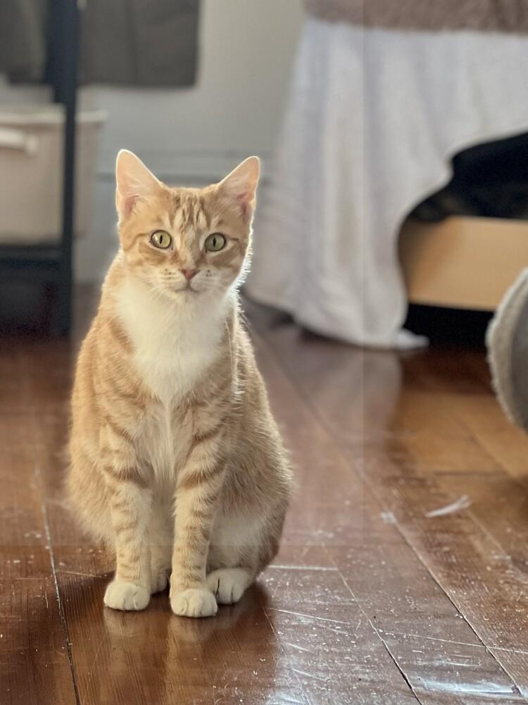 Ice Cream, Adoptable, Adult Female Domestic Short Hair.