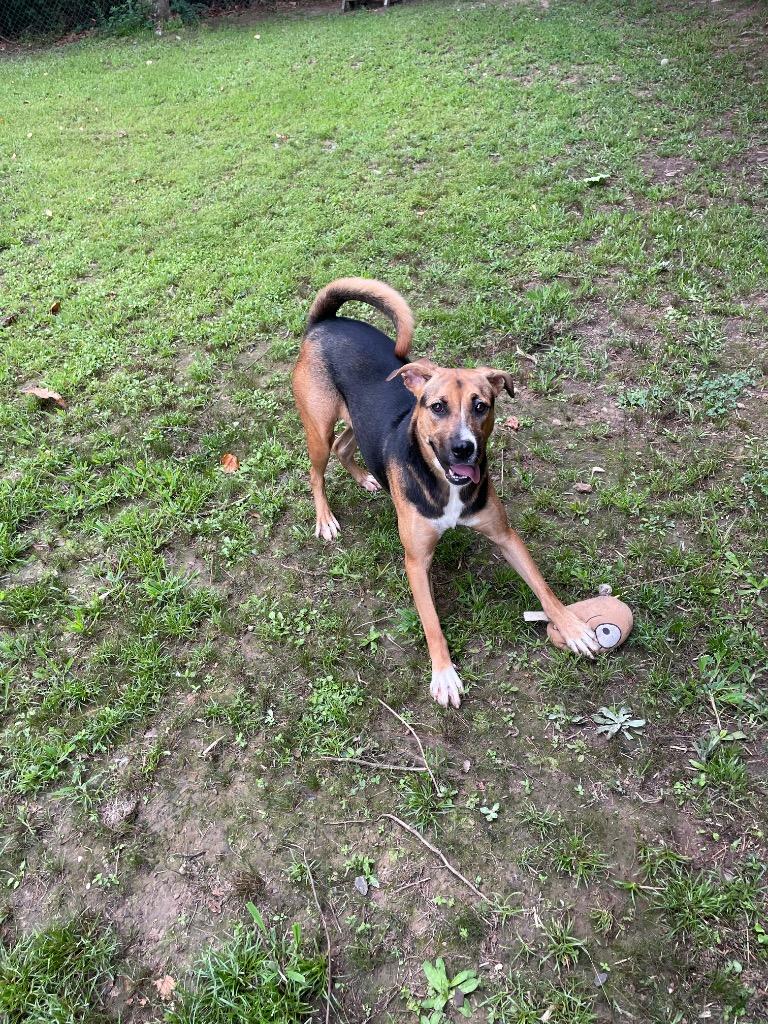 Enlarge Dixie, a Adoptable mixed breed in Mena, AR image 1/4