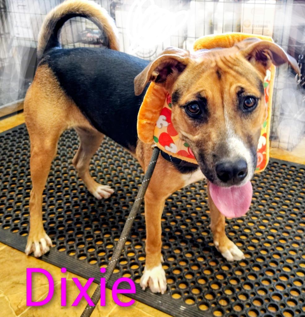 Enlarge Dixie, a Adoptable mixed breed in Mena, AR image 4/4