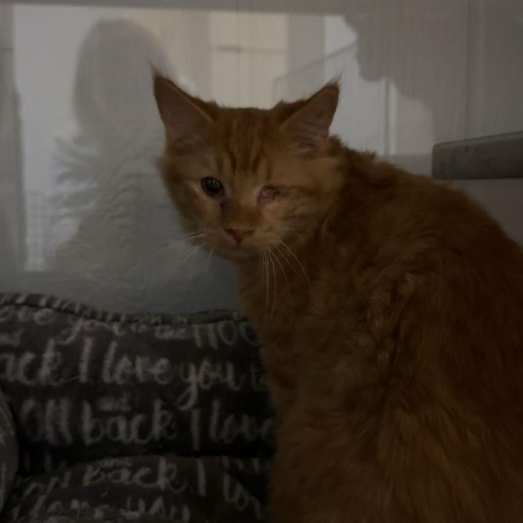 Cheese, Adoptable, Young Male Domestic Medium Hair.