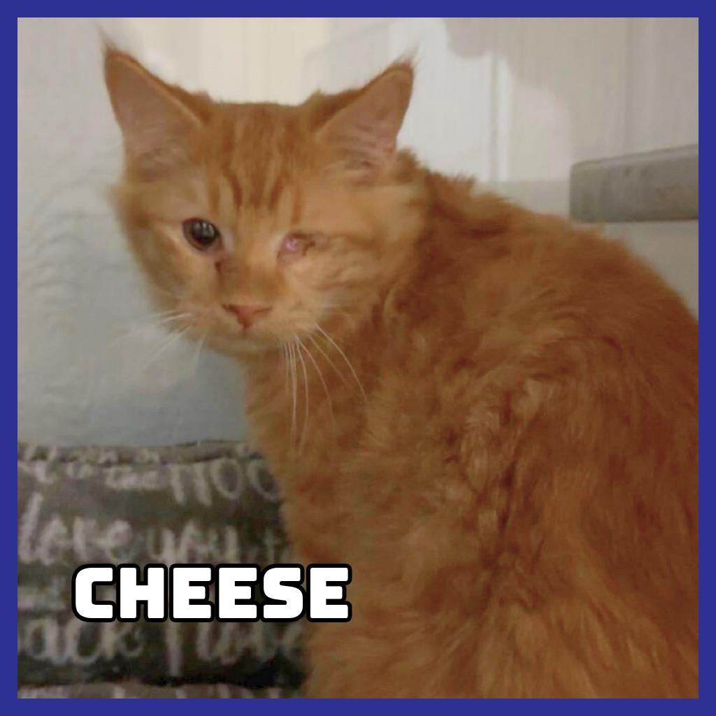 Enlarge Cheese, a Adoptable Domestic Medium Hair in Glenwood, MN image 2/2