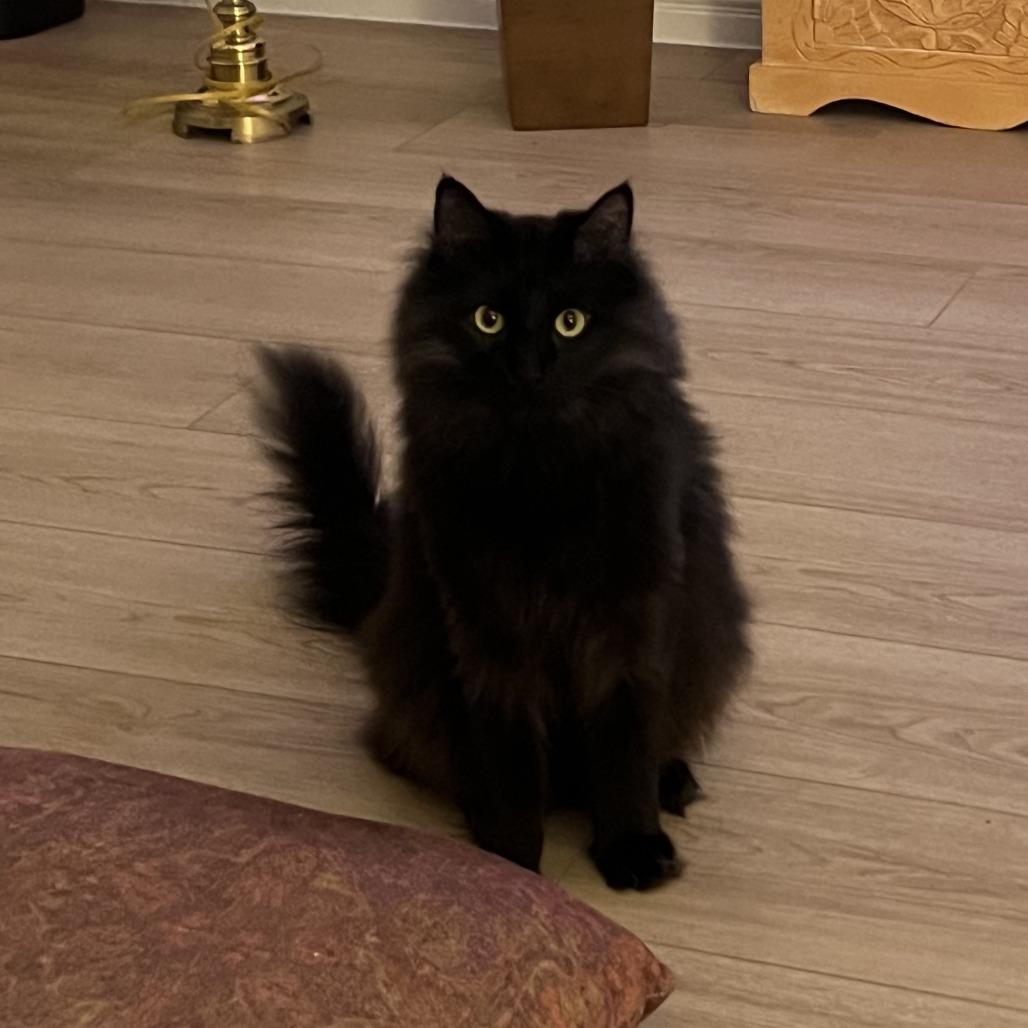 Charlie — thumbnail 2