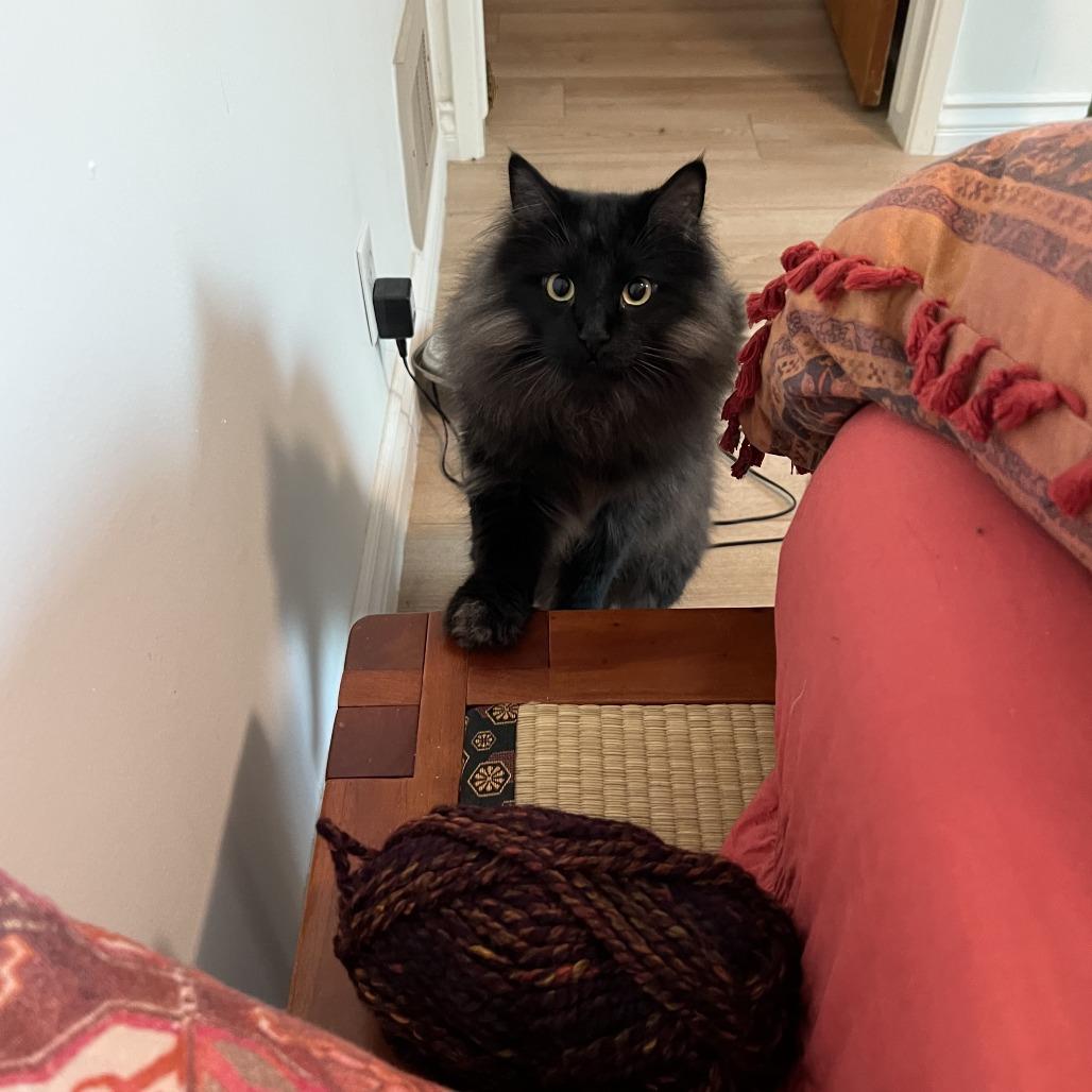 Charlie — thumbnail 3