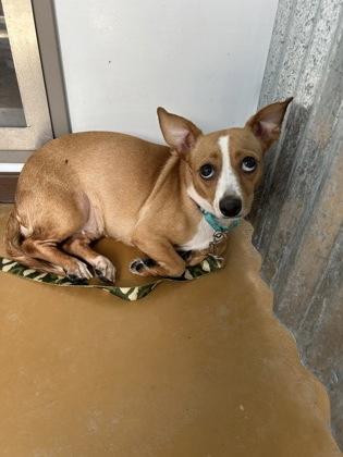 Enlarge Muffin, a ADOPTABLE mixed breed in Cibolo, TX image 1/1