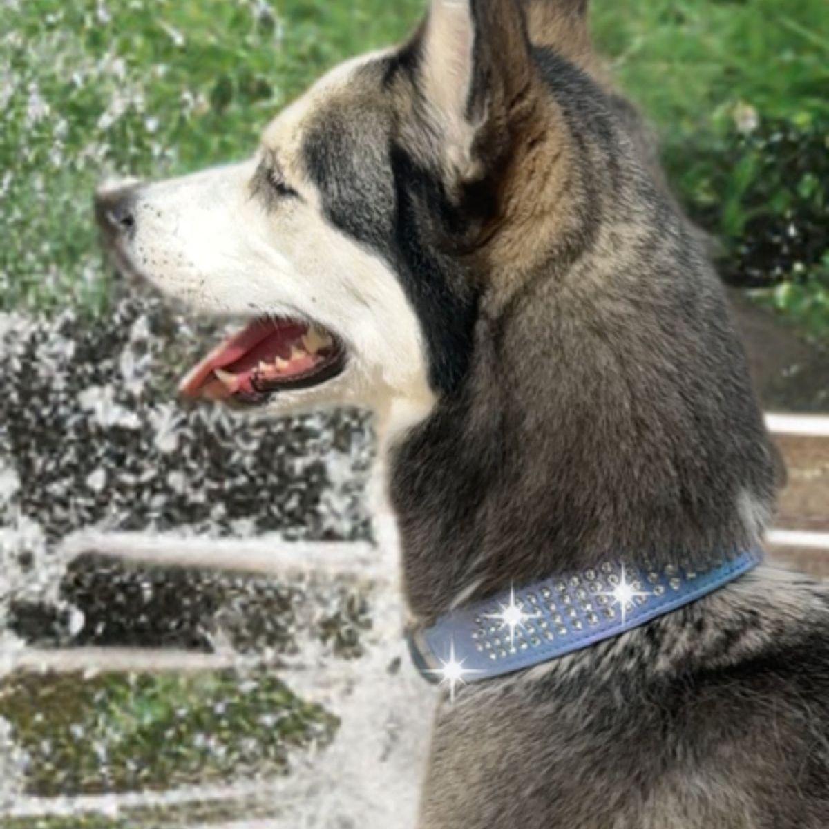 Enlarge Sasha, a Adoptable Husky in Kingman, AZ image 1/3