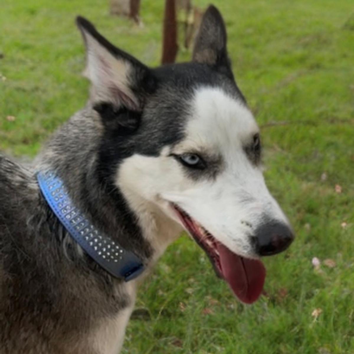 Enlarge Sasha, a Adoptable Husky in Kingman, AZ image 2/3