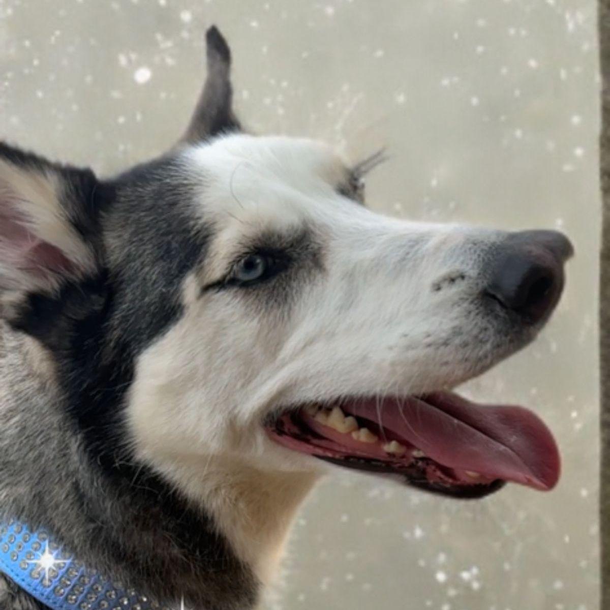 Enlarge Sasha, a Adoptable Husky in Kingman, AZ image 3/3