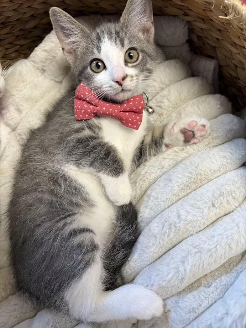 Nimbus, Adoptable, Kitten Male Domestic Short Hair & Tabby.