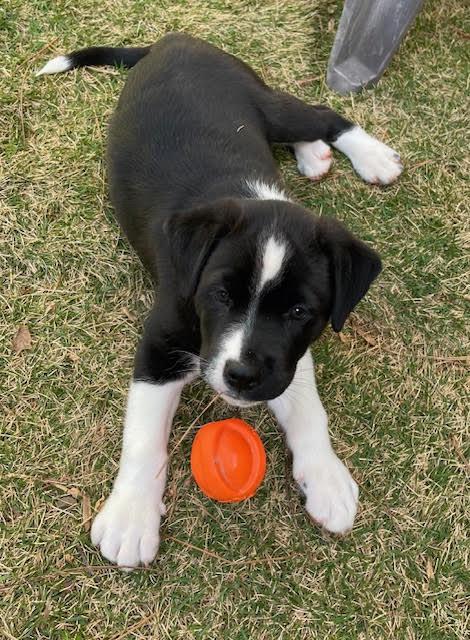 Enlarge Waggy, a Adoptable mixed breed in Cumming, GA image 5/6