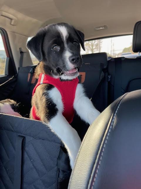 Enlarge Waggy, a Adoptable mixed breed in Cumming, GA image 2/6