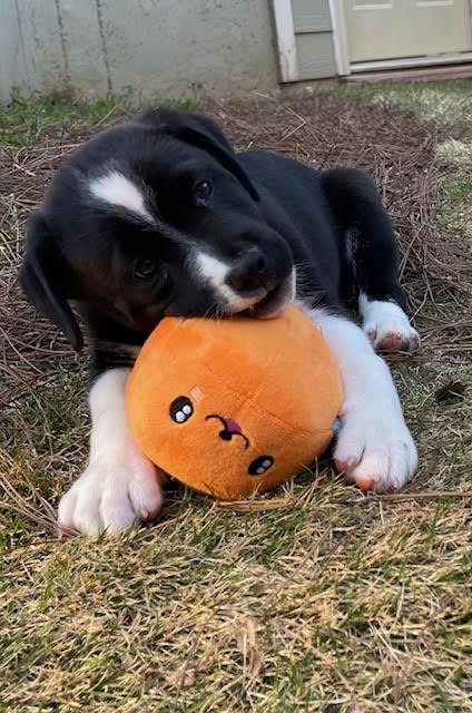 Enlarge Waggy, a Adoptable mixed breed in Cumming, GA image 4/6