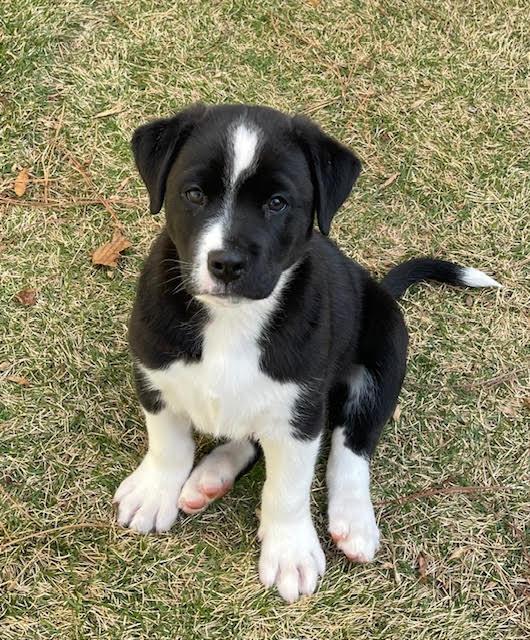 Waggy, adopted, Puppy Male Border Collie & Labrador Retriever.