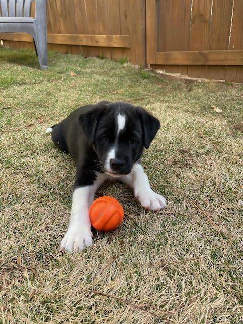 Enlarge Waggy, a Adoptable mixed breed in Cumming, GA image 3/6