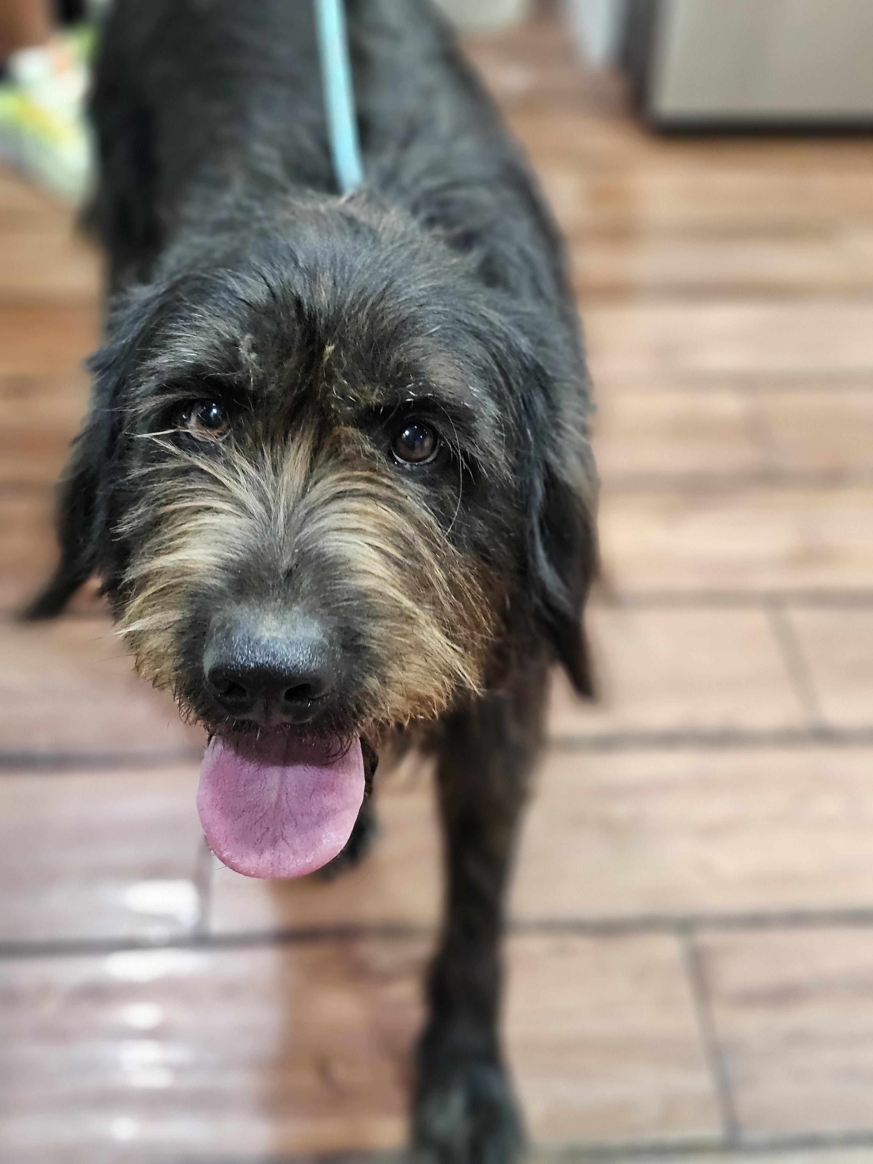 Albert, an adoptable Briard, Aussiedoodle in O Fallon, IL, 62269 | Photo Image 1