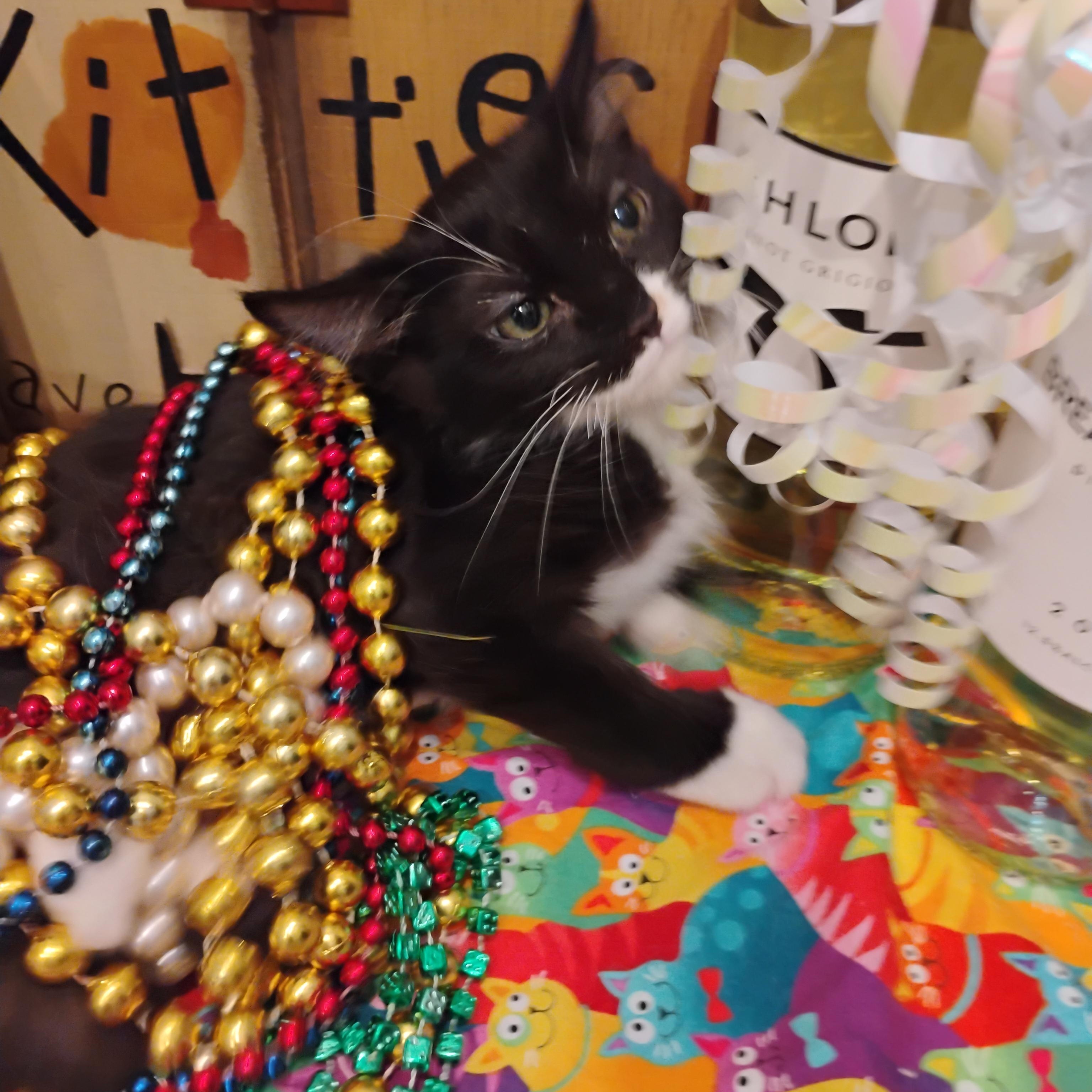 sebella F tux 2lbs med fluffy $100 kids, Baby Female unknown