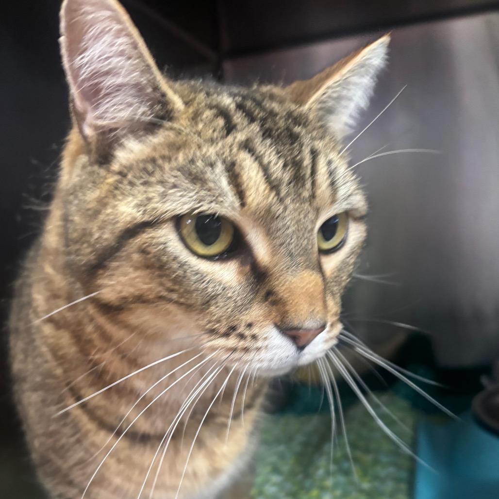 Enlarge Meatball, a ADOPTABLE Domestic Short Hair in Nampa, ID image 1/1