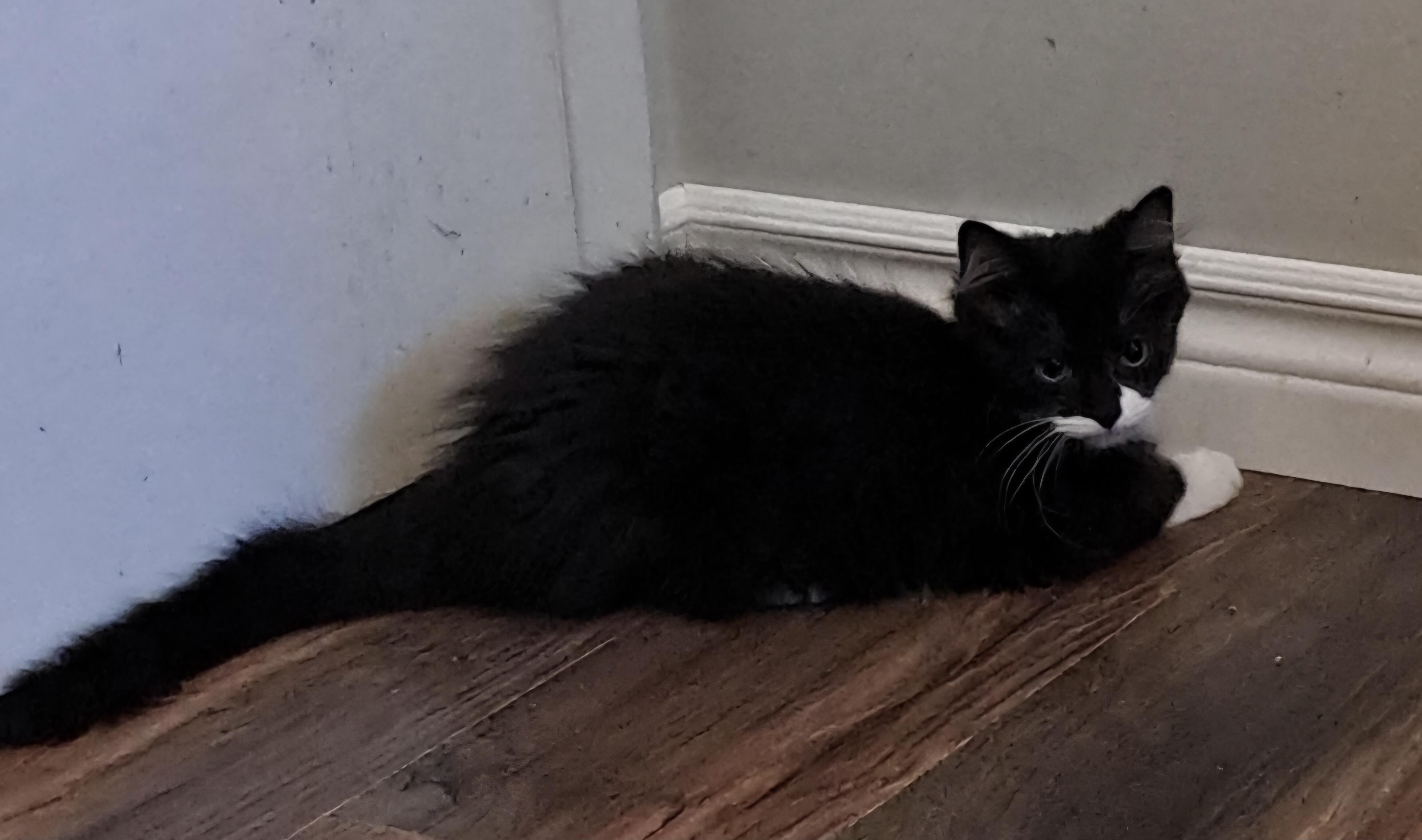 Enlarge Dragonfly, a Adoptable Domestic Medium Hair in Pickering, ON image 1/1