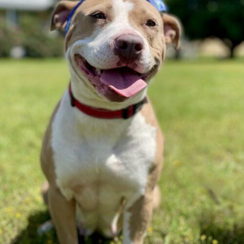 Stella, a Adoptable mixed breed in Leesburg, AL image 1/5