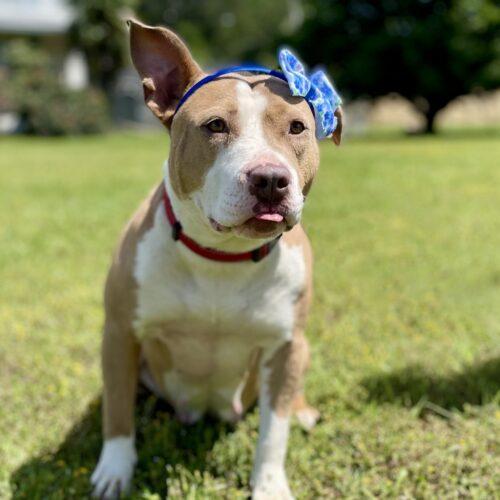 Stella, a Adoptable mixed breed in Leesburg, AL image 4/5